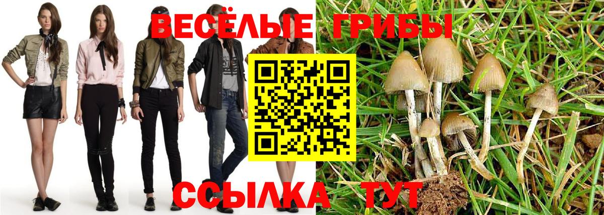 Псилоцибиновые грибы Cubensis Дивногорск